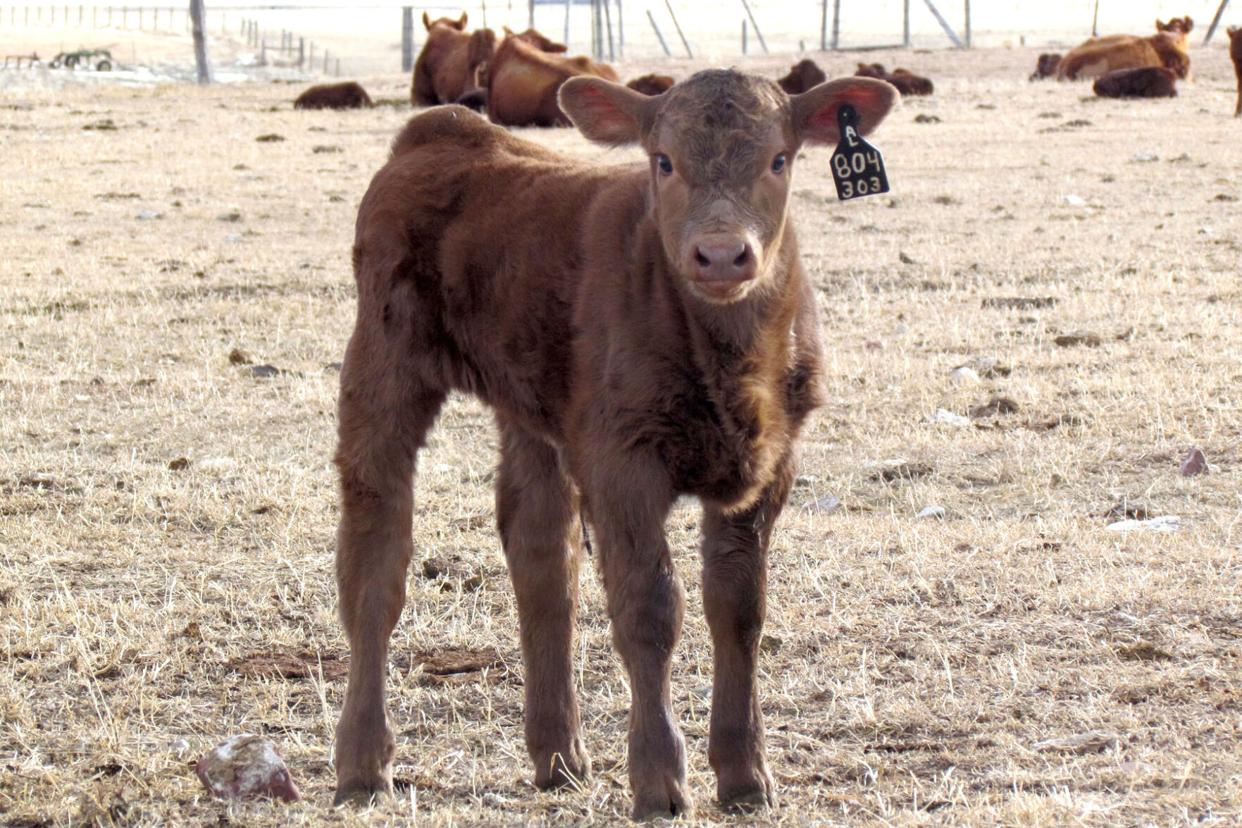 Calving